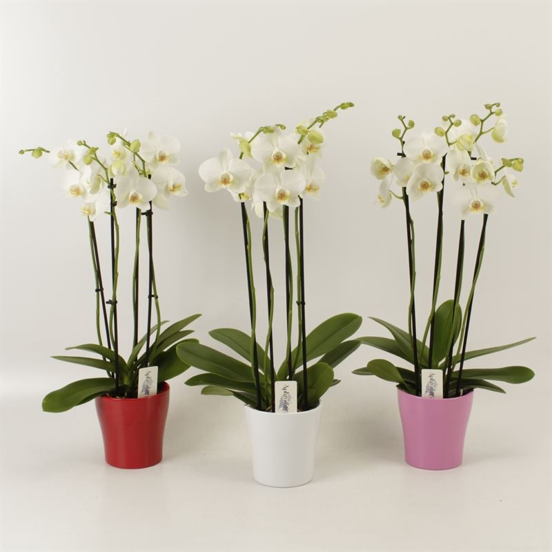 Phalaenopsis overig wit 4 tak wit in Valentijn keramiek, D 12