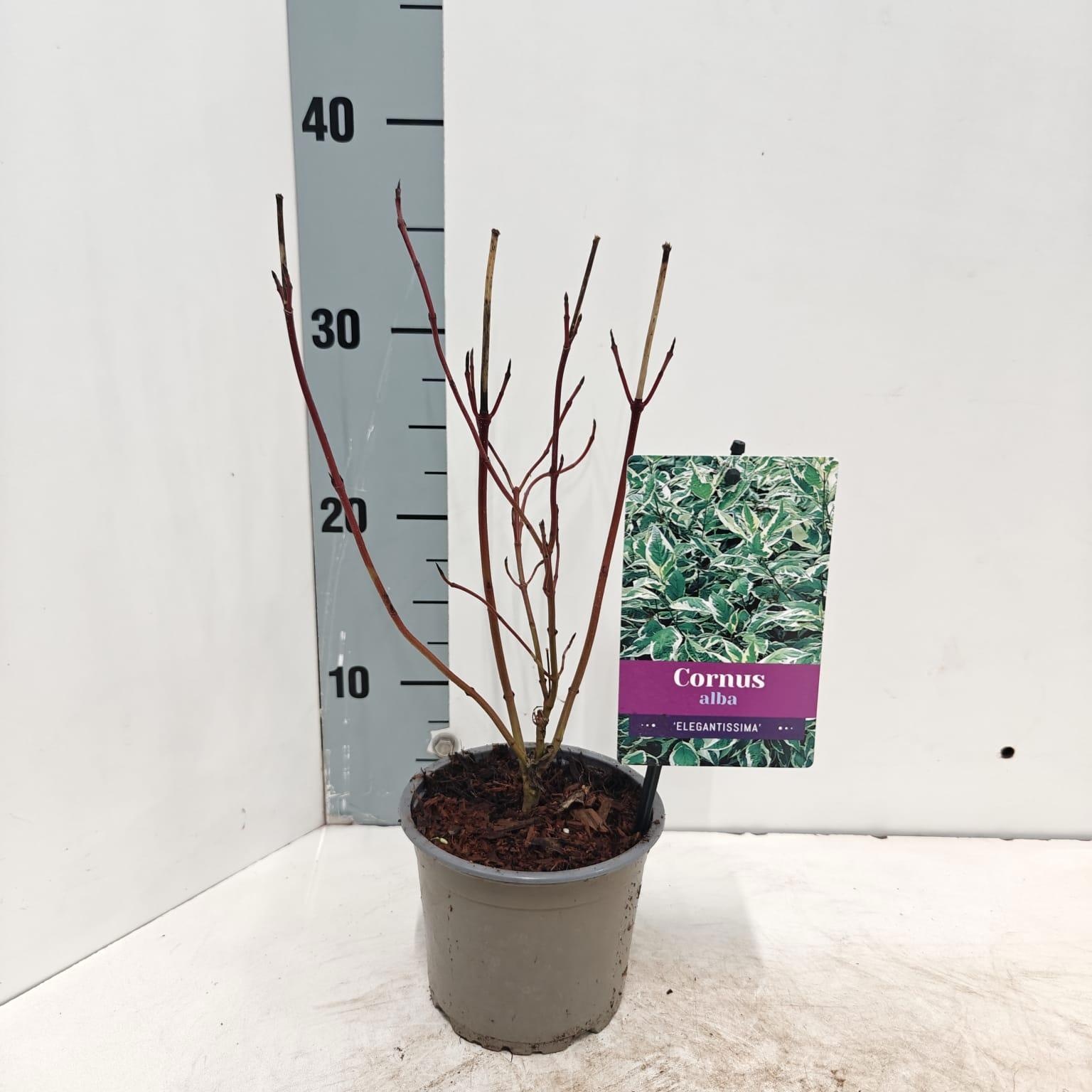 Cornus alba 'Elegantissima', D 12
