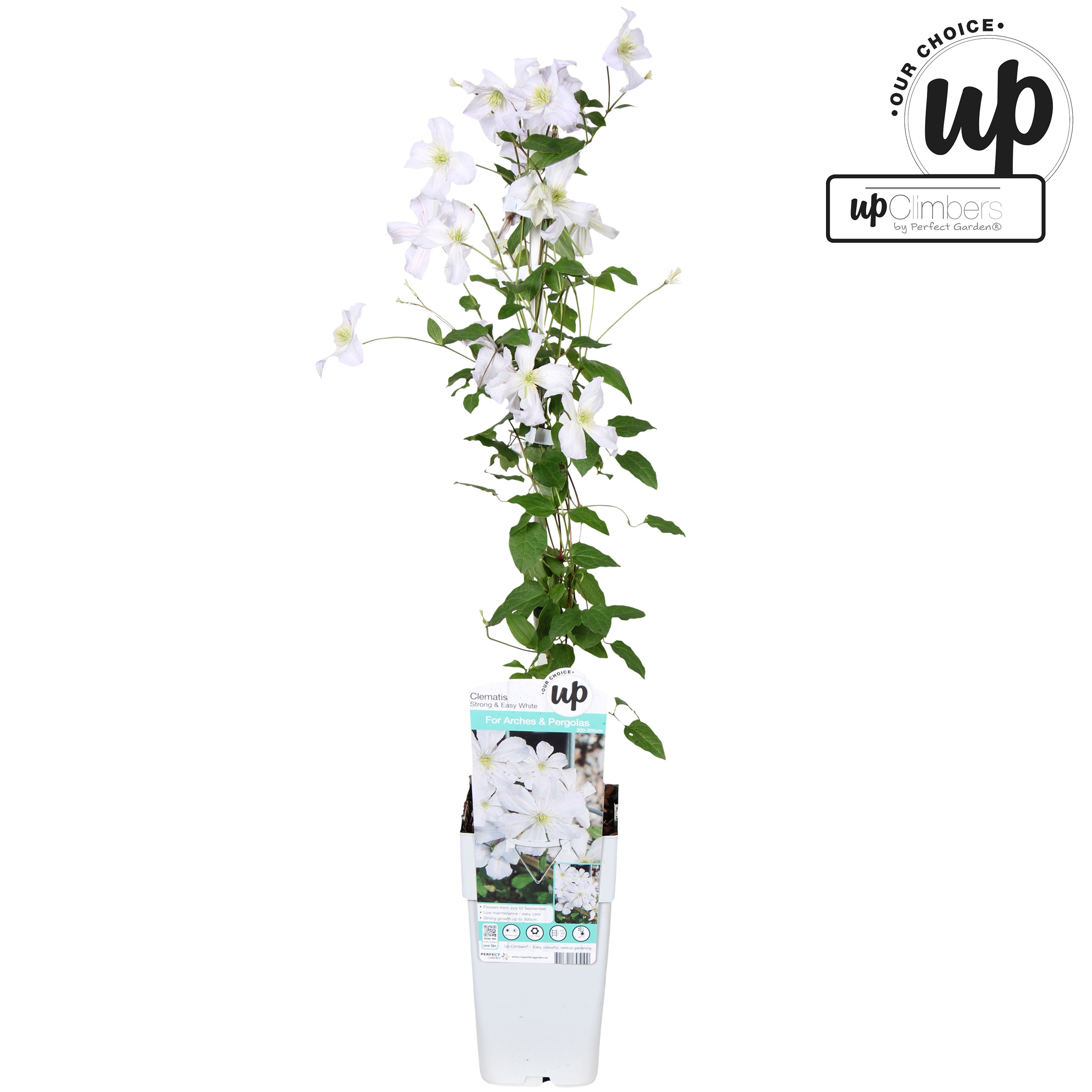 Clematis Strong and Easy White - White Prince Charles P15, D 15