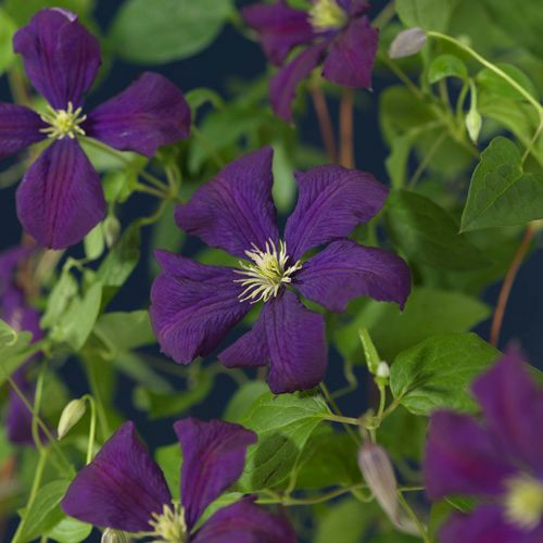 Clematis vit. 'Etoile Violette' +3.0 label, D 11