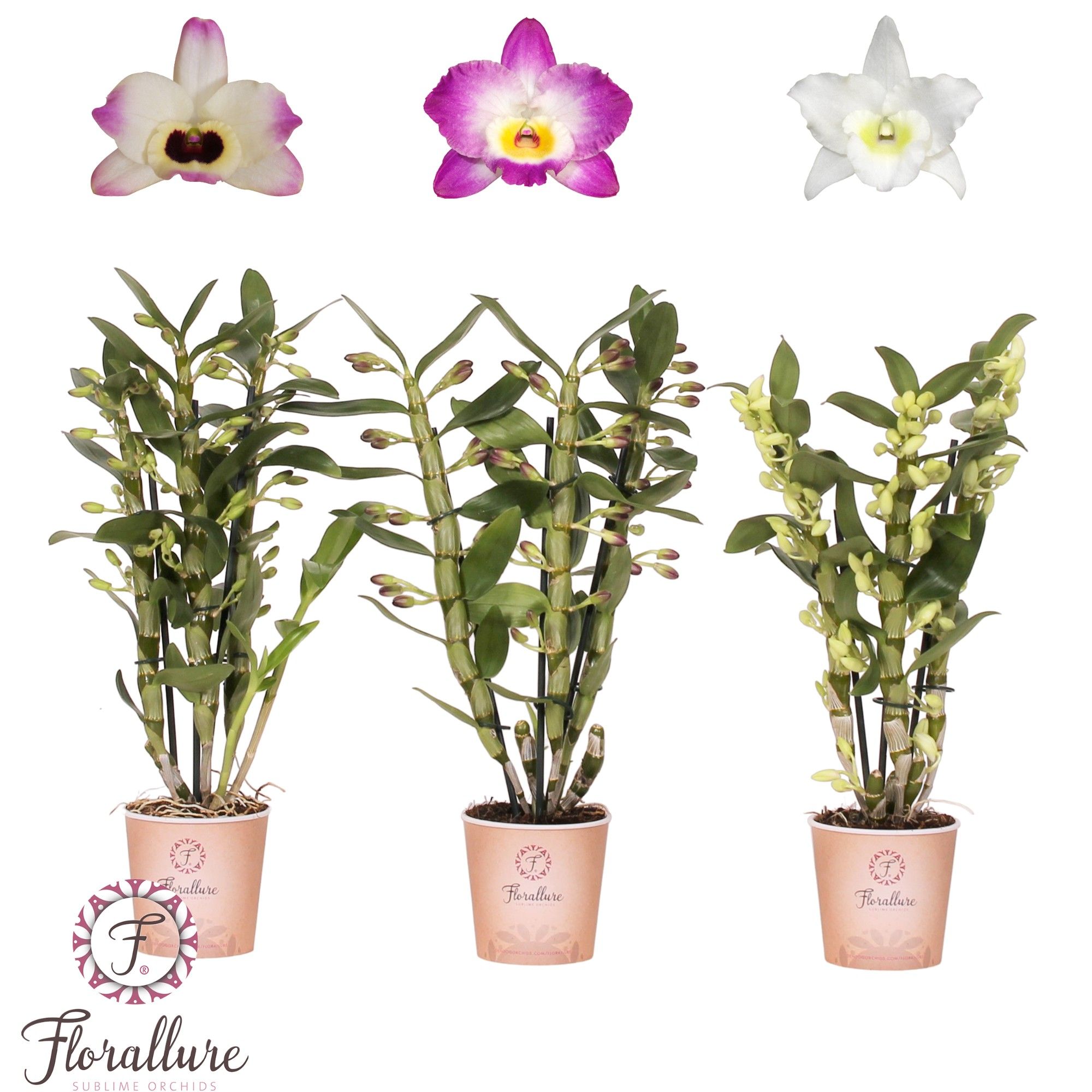 Dendrobium Nobile Mix 3 stam 18+ tros Florallure, D 12