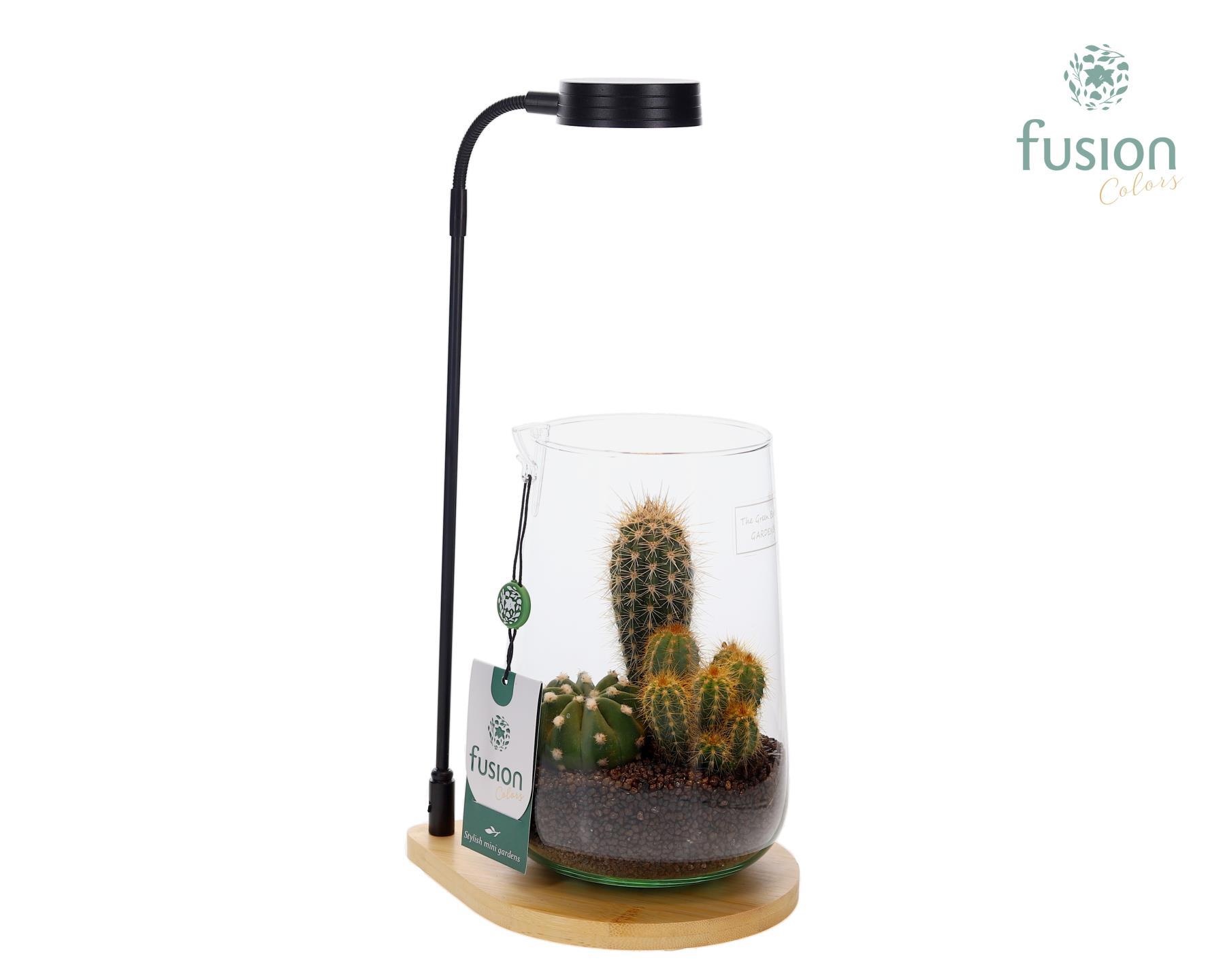 Bamboe plateau met LED licht lamp en vaas met cactus, D 15
