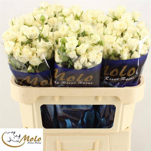 Роза куст. Овериг 70, шт.