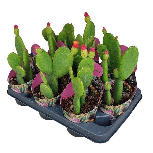OPUNTIA INAMOENA - POT Ø 10,5 COLLECTION WITH POTCOVER (CACTUS), D 10,5 cm