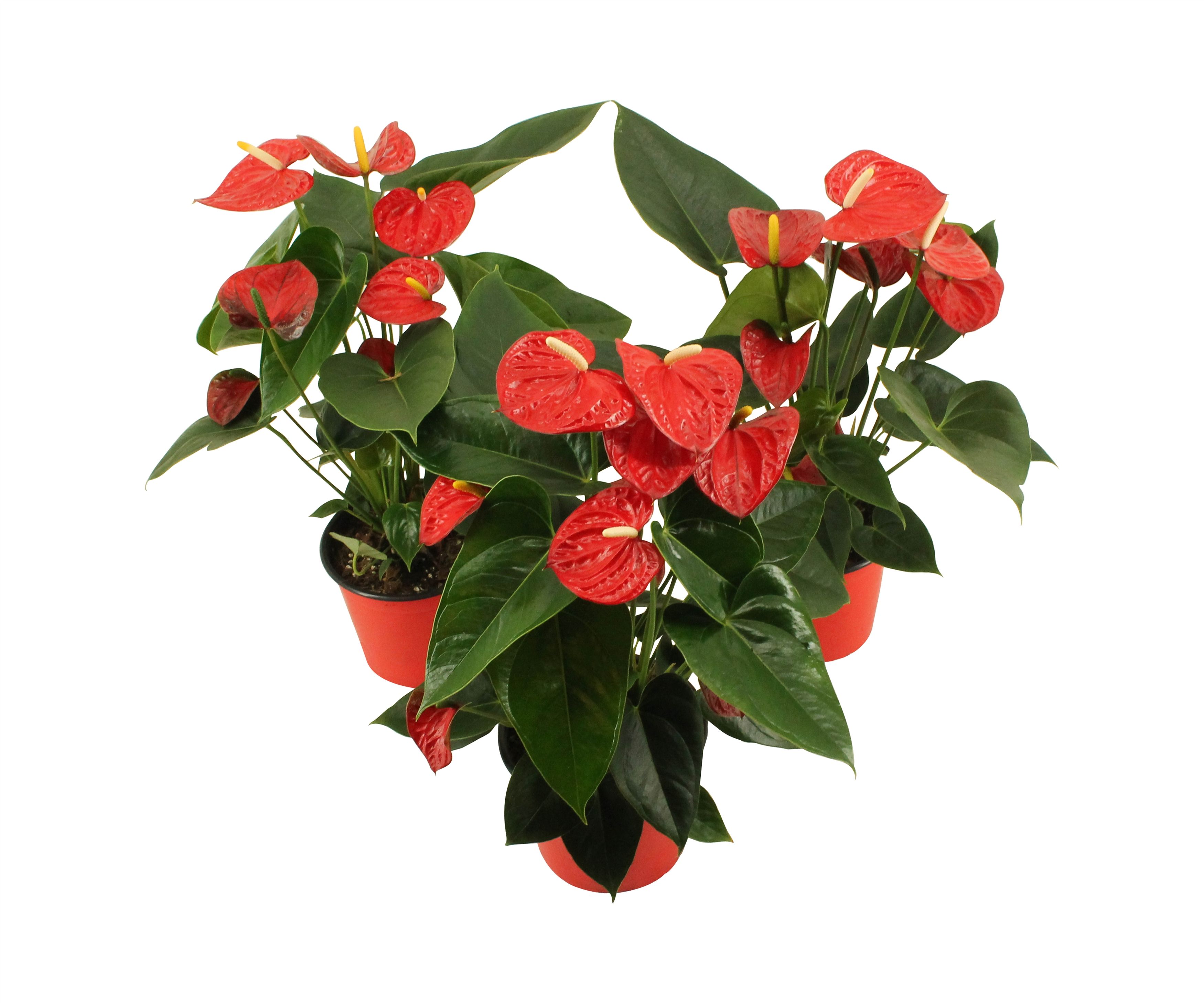 Anthurium XL.17 Easy Red pot 14cm (LET OP IS EASY RED!), D 14