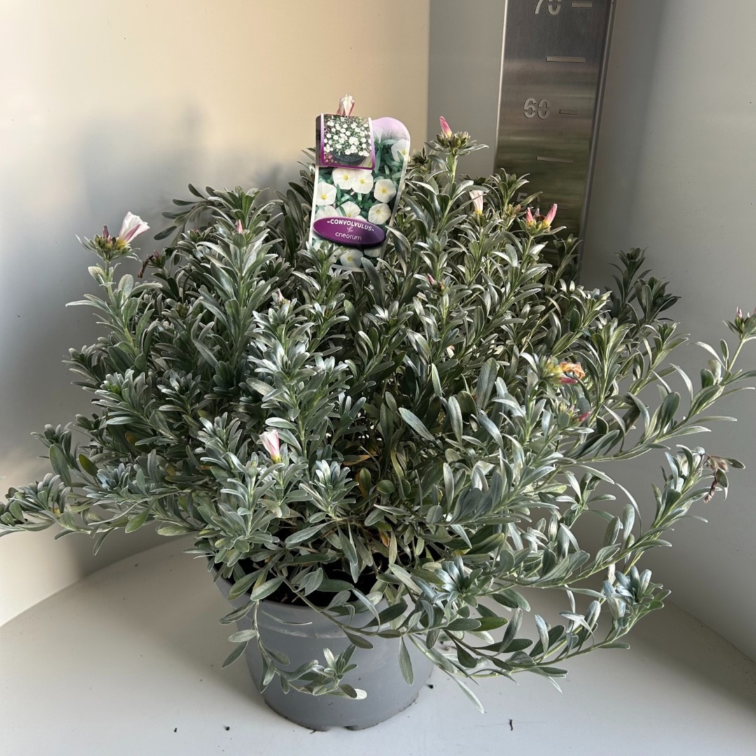 Convolvulus cneorum, D 29