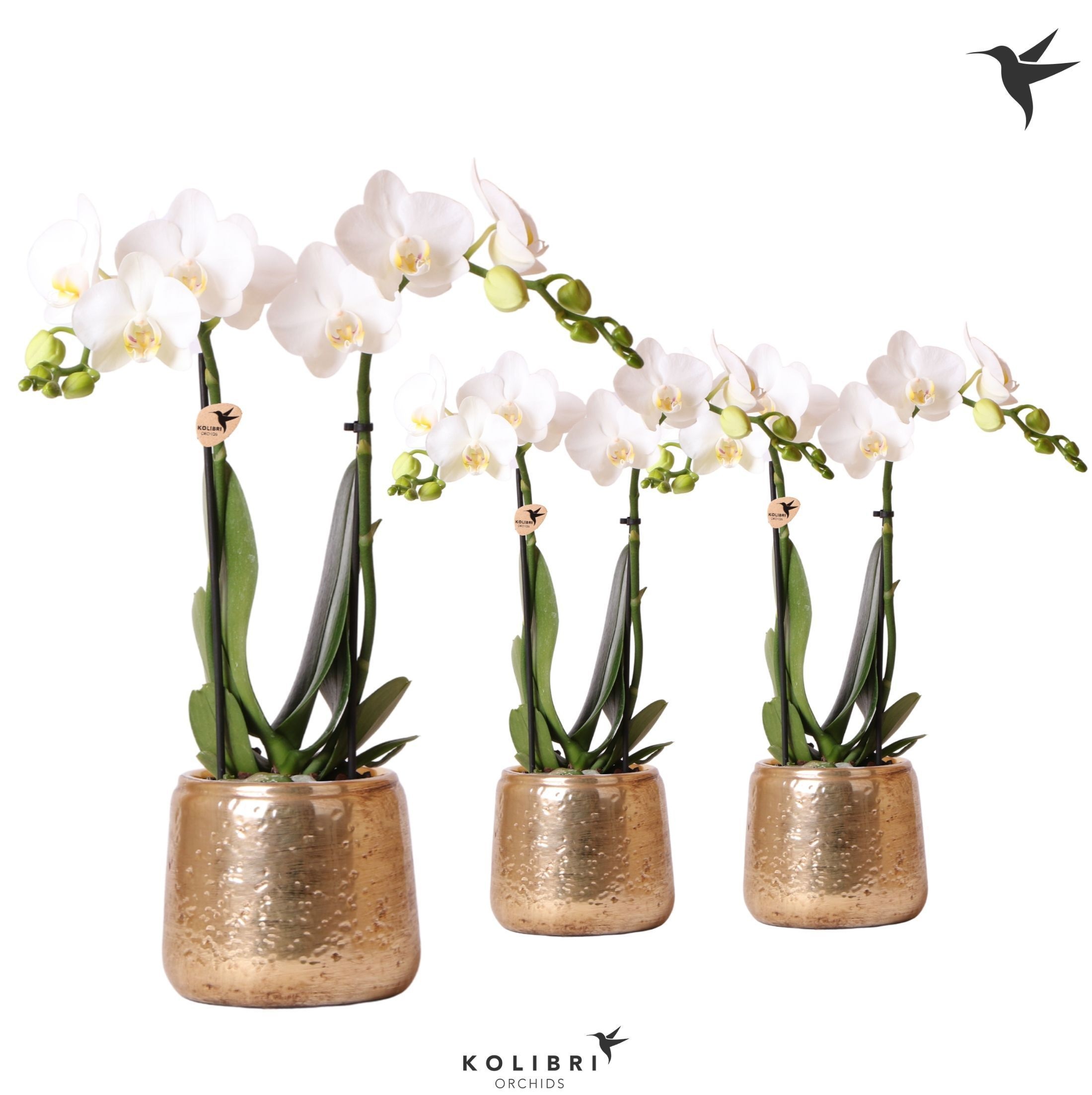 Kolibri Orchids Phalaenopsis white 2 spike in Luxury pot gold, D 9