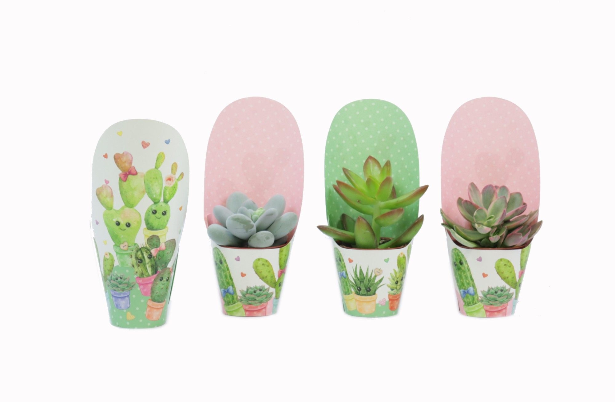 Succulenten mix 5,5 cm in love potcover, D 6