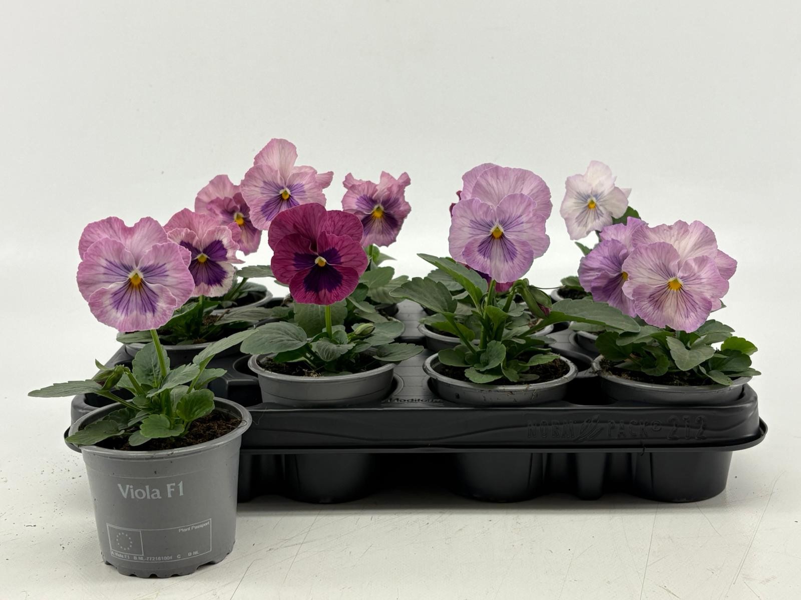 Viola F1 Pink Shades, D 9 cm