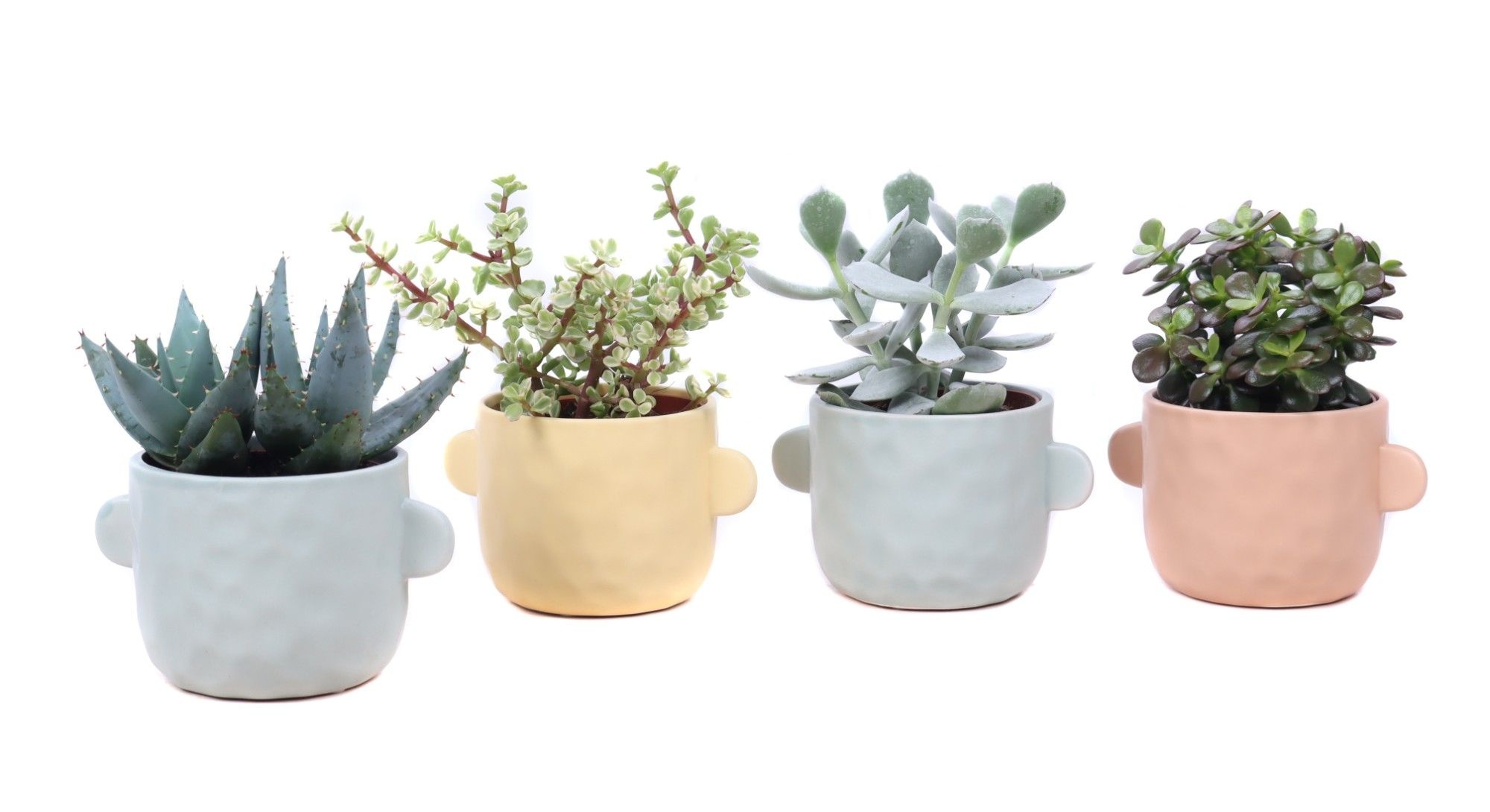 Succulent mix 10,5 cm in Bryggen sierpot, D 12