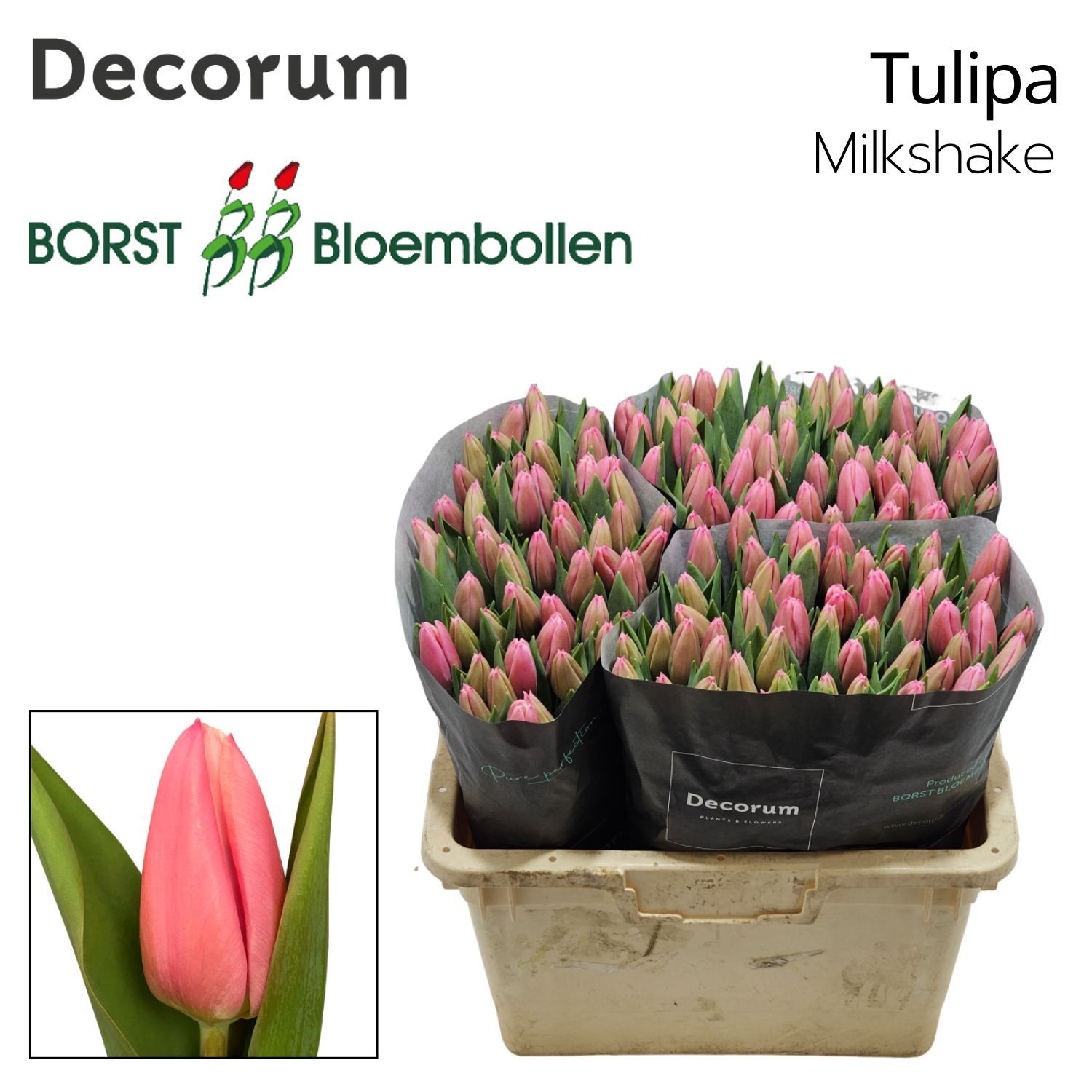 Тюльпан од. Милкшейк (ярко-роз.), шт.