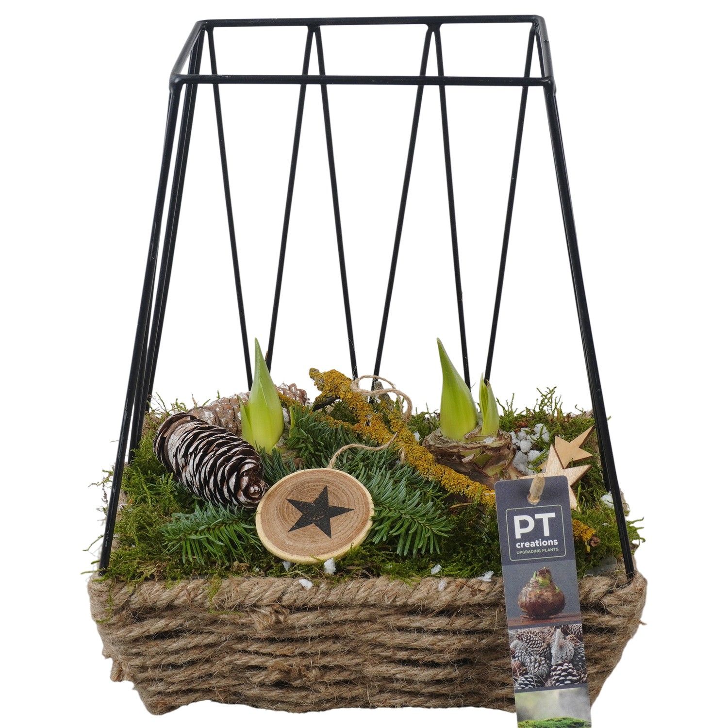 PTACH5906 Arrangement Amaryllis Christmas in touw mand met metaal, D 22 cm