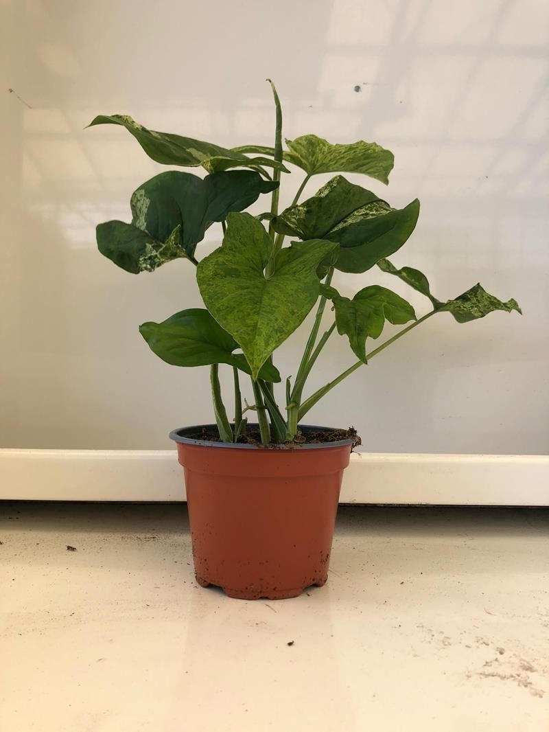 SYNGONIUM PODOPHYLLUM 'MOTTLED MOJITO', D 12