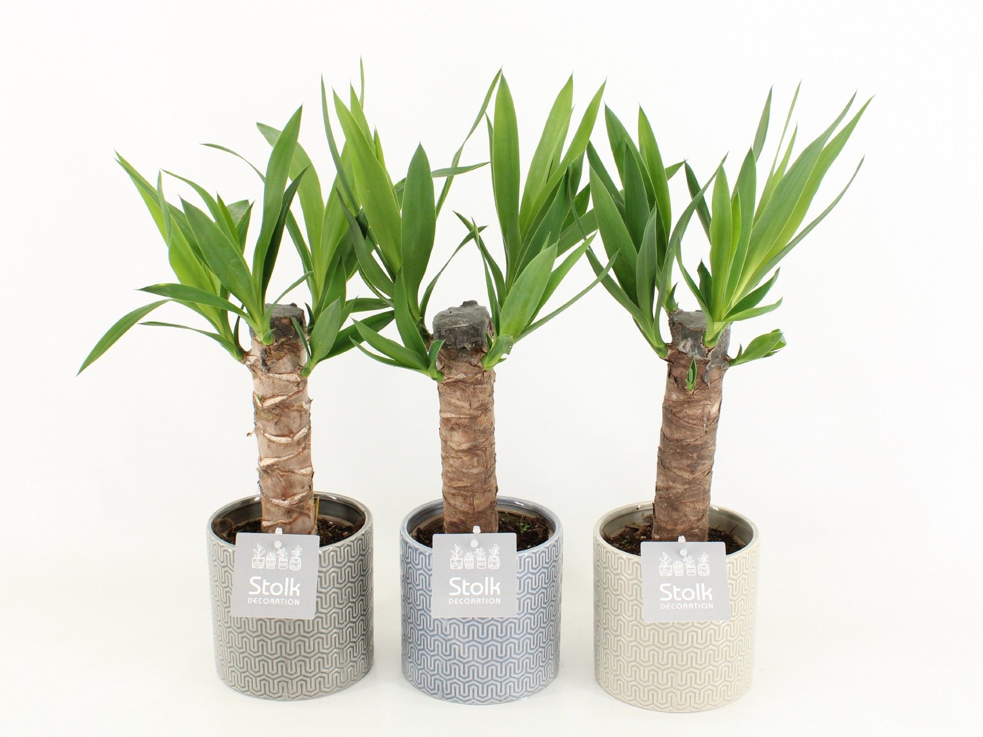 Yucca in Gaia Pot, D 13