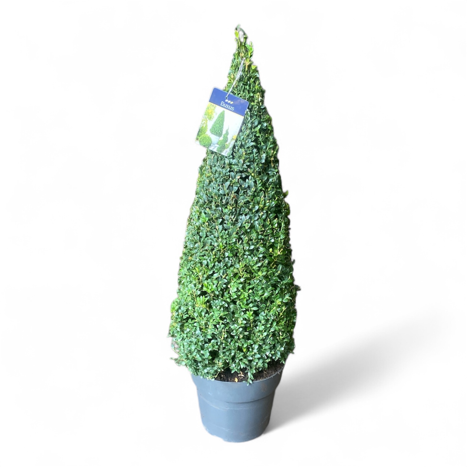 Buxus semp. Pyramide 70-80 cm c10/p27, D 27 cm