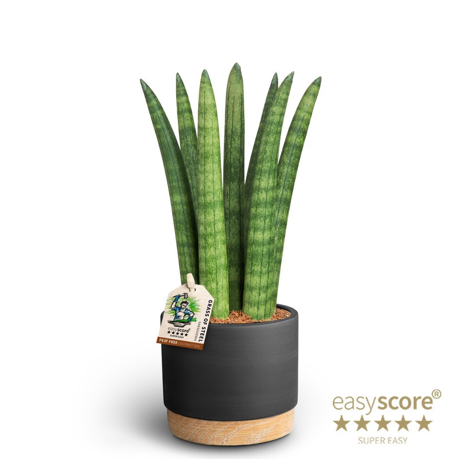 Woodbase Liqurice, Sansevieria ´Straight´, D 10 cm