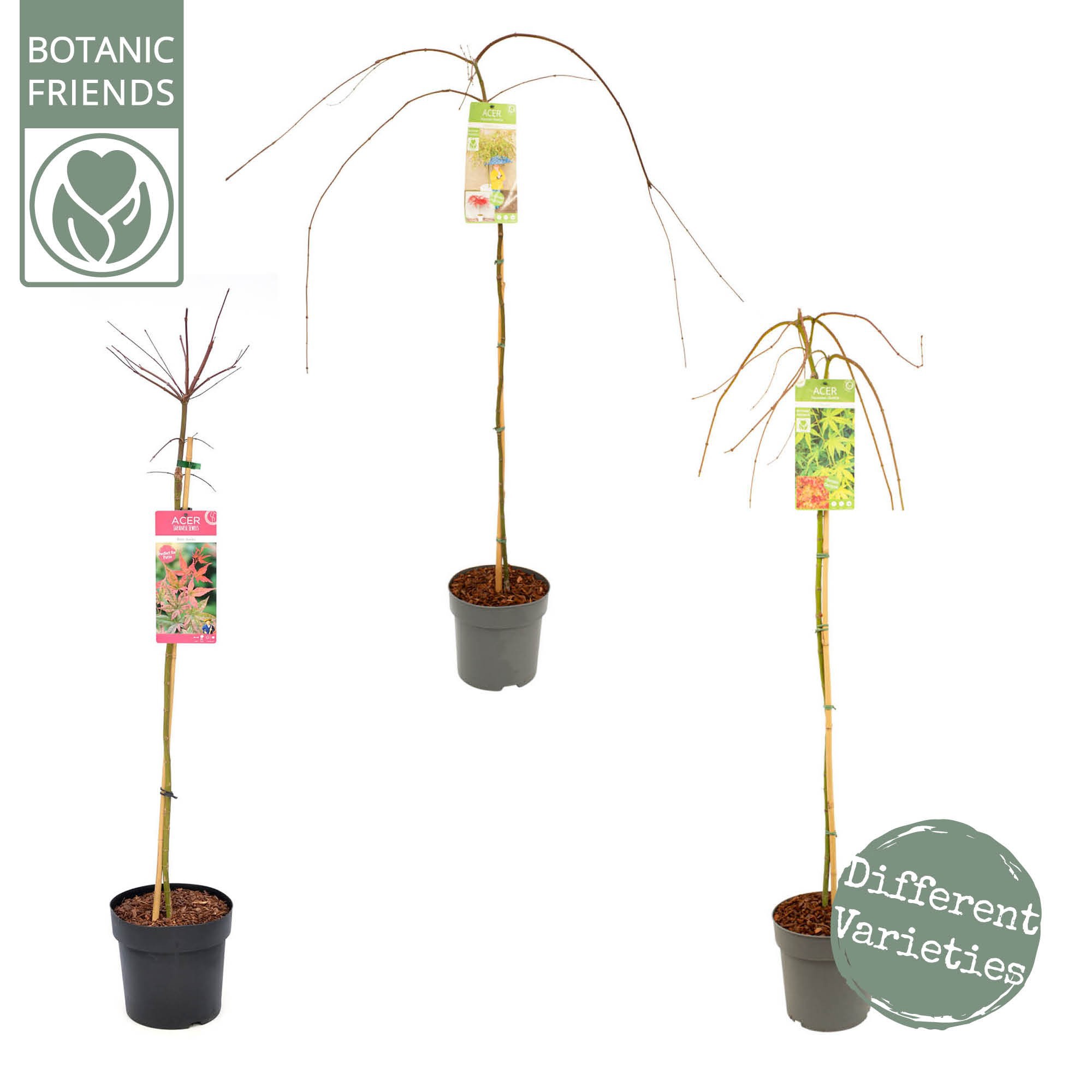 Acer palm. diverse mix, D 24