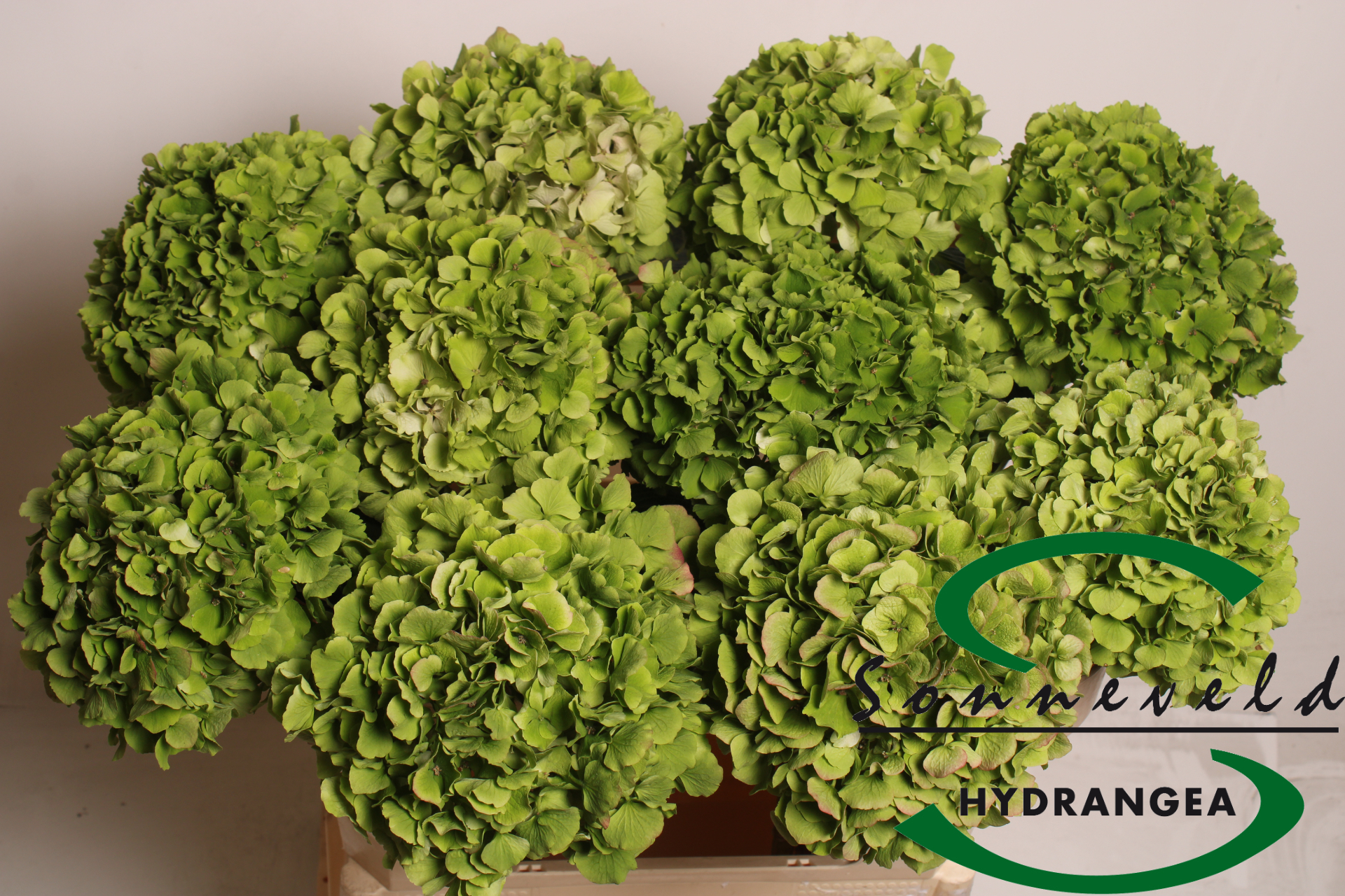 Гортензия Верена Классик 75 (зелено-красн.), шт.