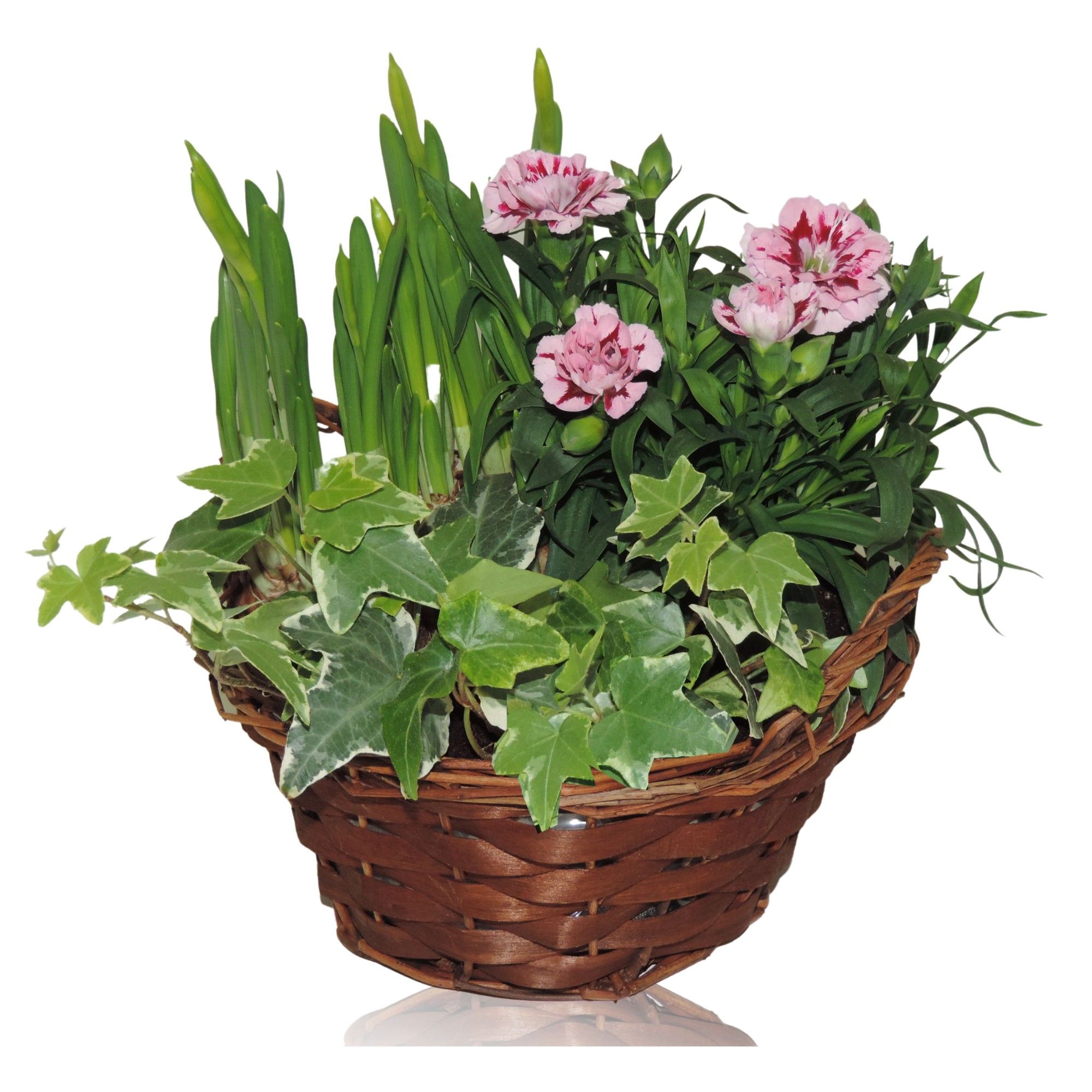 Hanoi Early Spring Specials Arrangement Narcis in Mand 19 cm, D 19