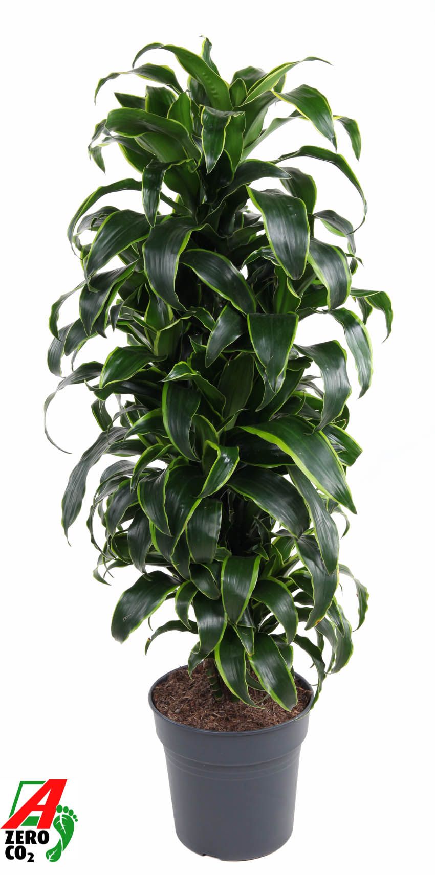 Dracaena Dorado vertakt P27, D 27