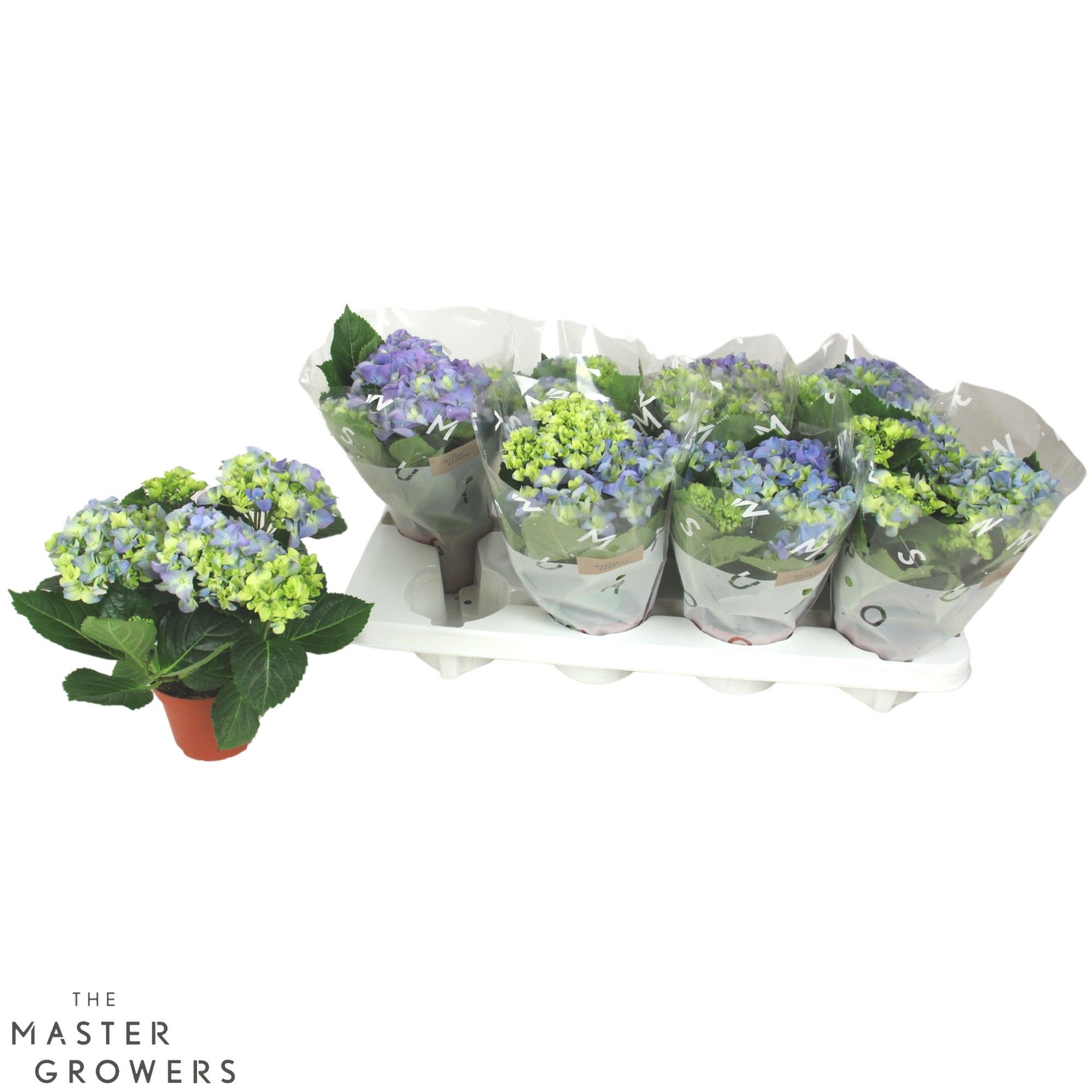 Hydrangea macr. 10cm Blauw 3+bloem, D 10