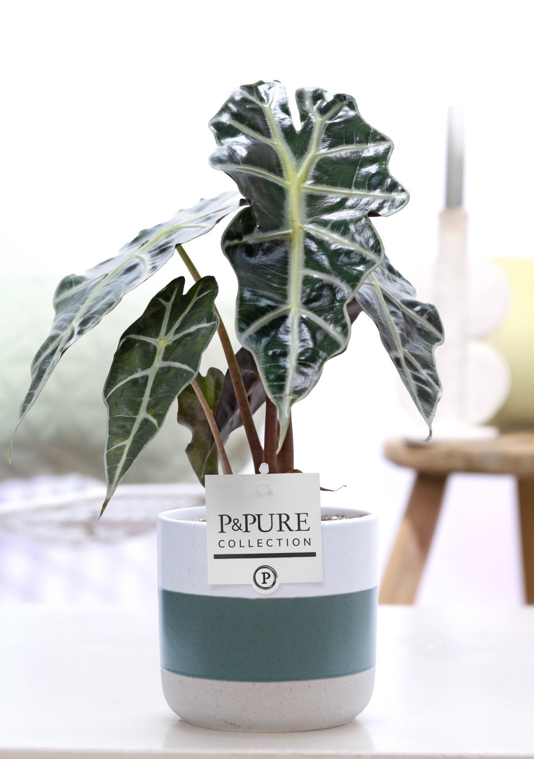 Alocasia Polly in P&PURE Lauren ceramics, D 12