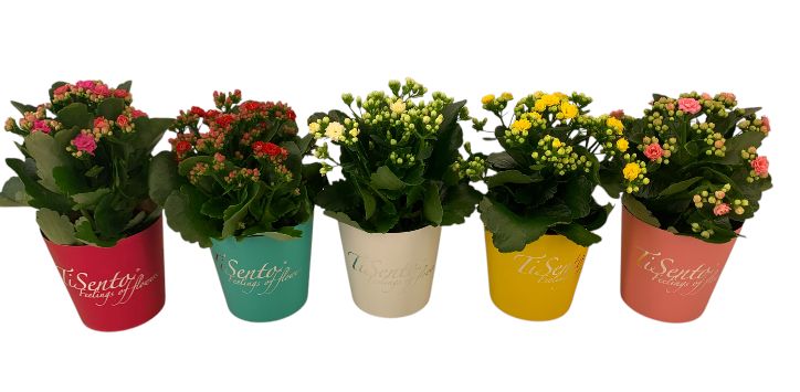 Calandiva 12 cm Mei Mix smartcup, D 12