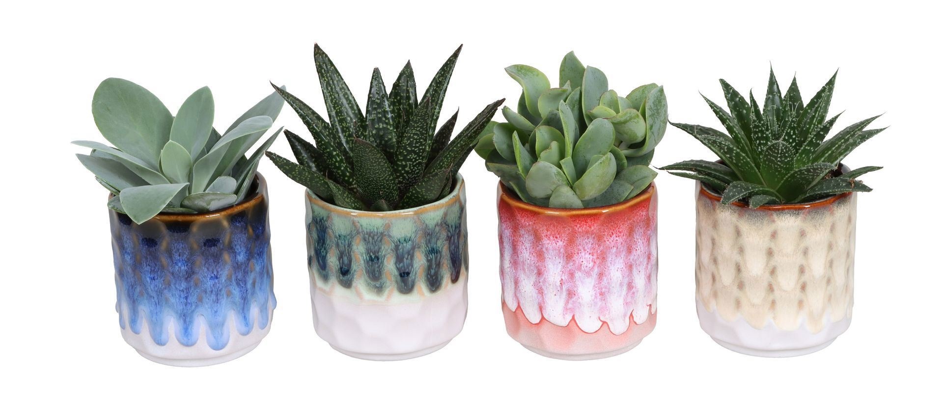 L 67479 With Succulent Mix 6 cm, D 6