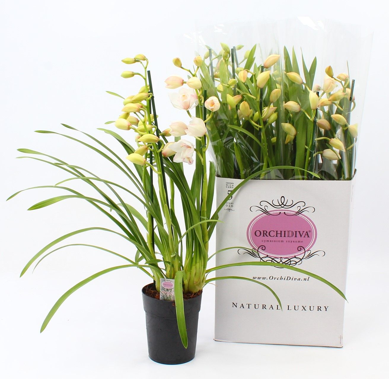 Cymbidium wit 3-4 tak, D 14 cm