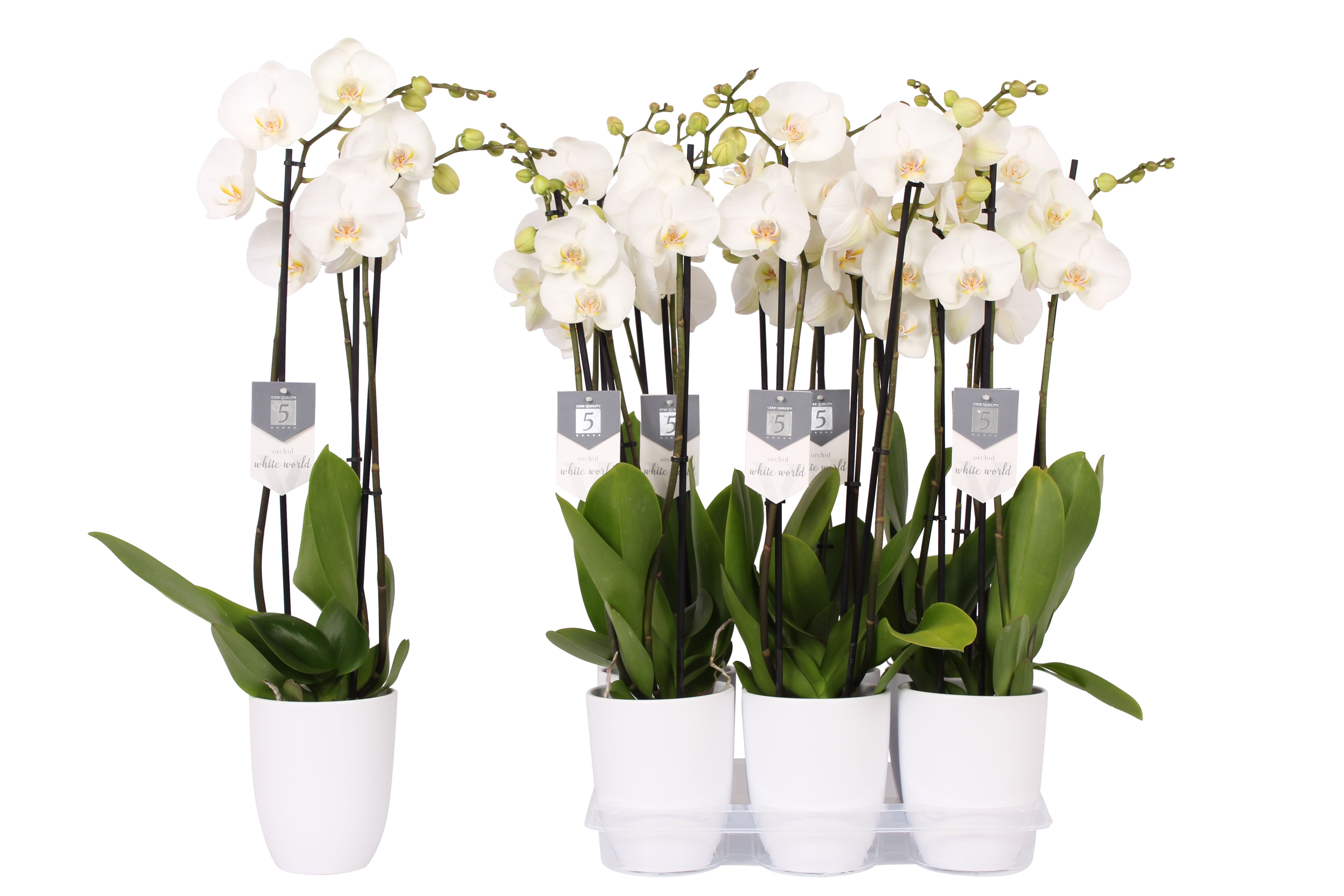 Phalaenopsis White World, 3-spike White Ceramics, D 12