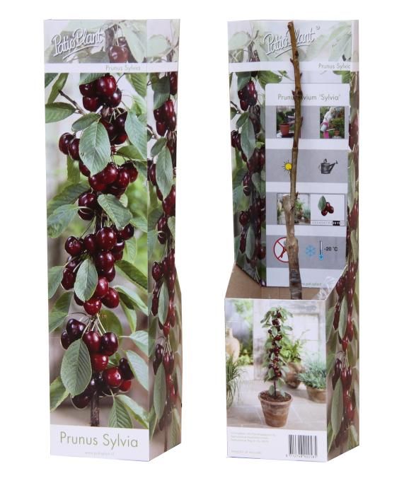 Prunus avium 'Sylvia' (Kers), D 9