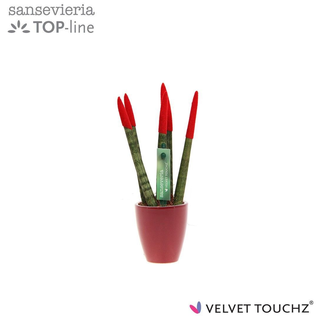 Sansevieria VELVET TOUCHZ® Rood in keramiek Osaka, D 6