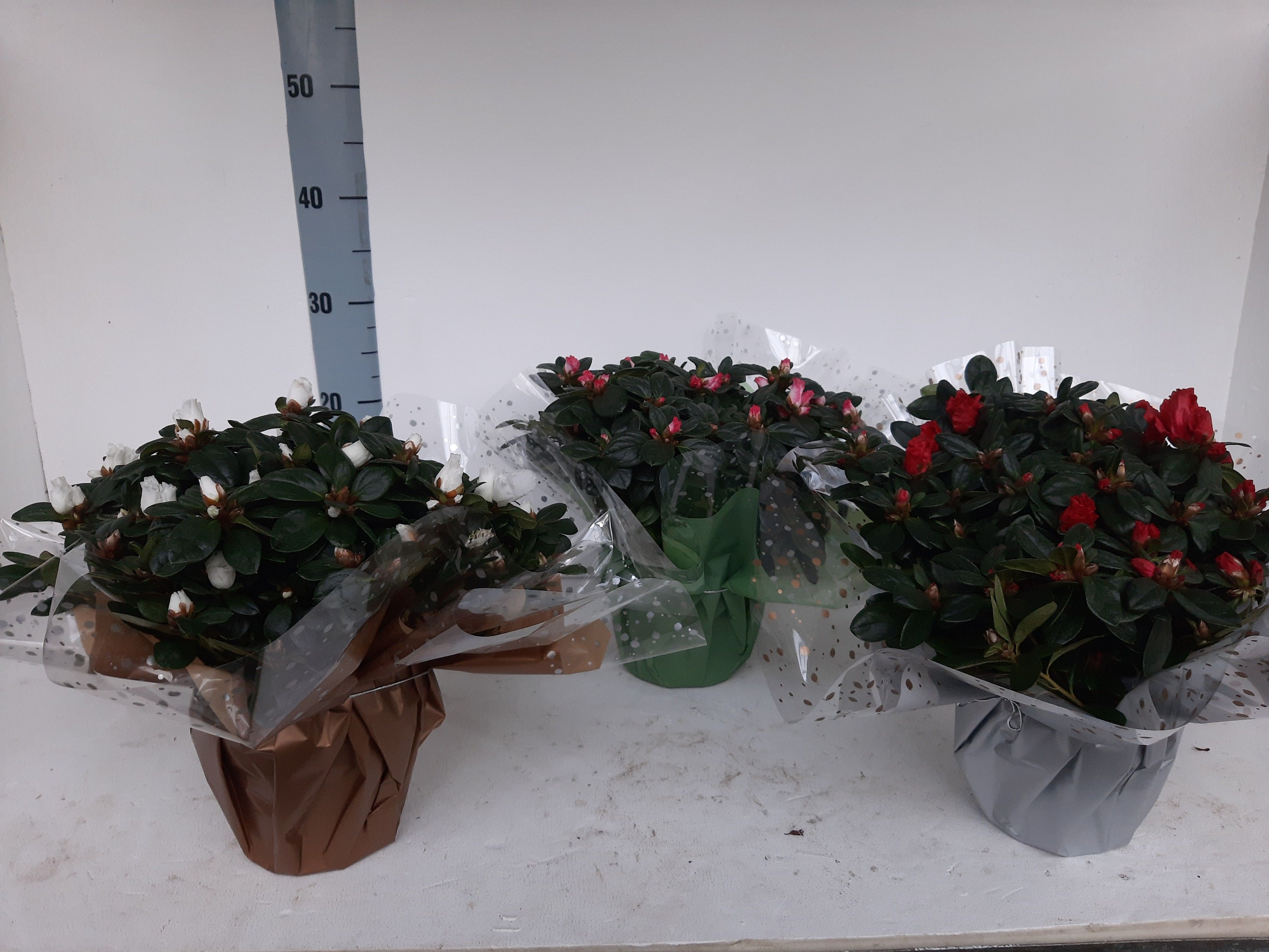 AZALEA BLOEI RONDEL 30 CM, D 14