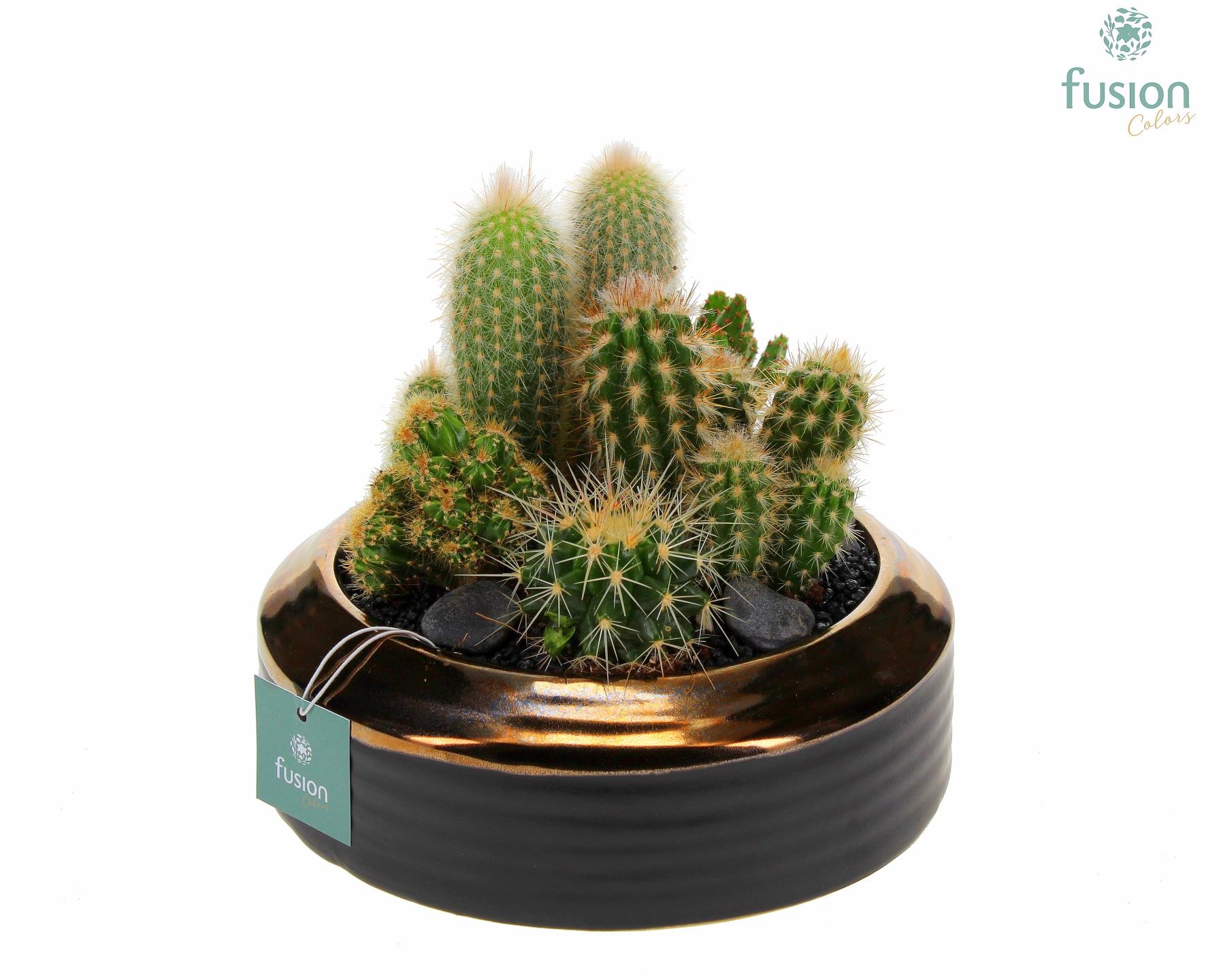 Schaal keramiek brons Medium met Cactussen, D 19