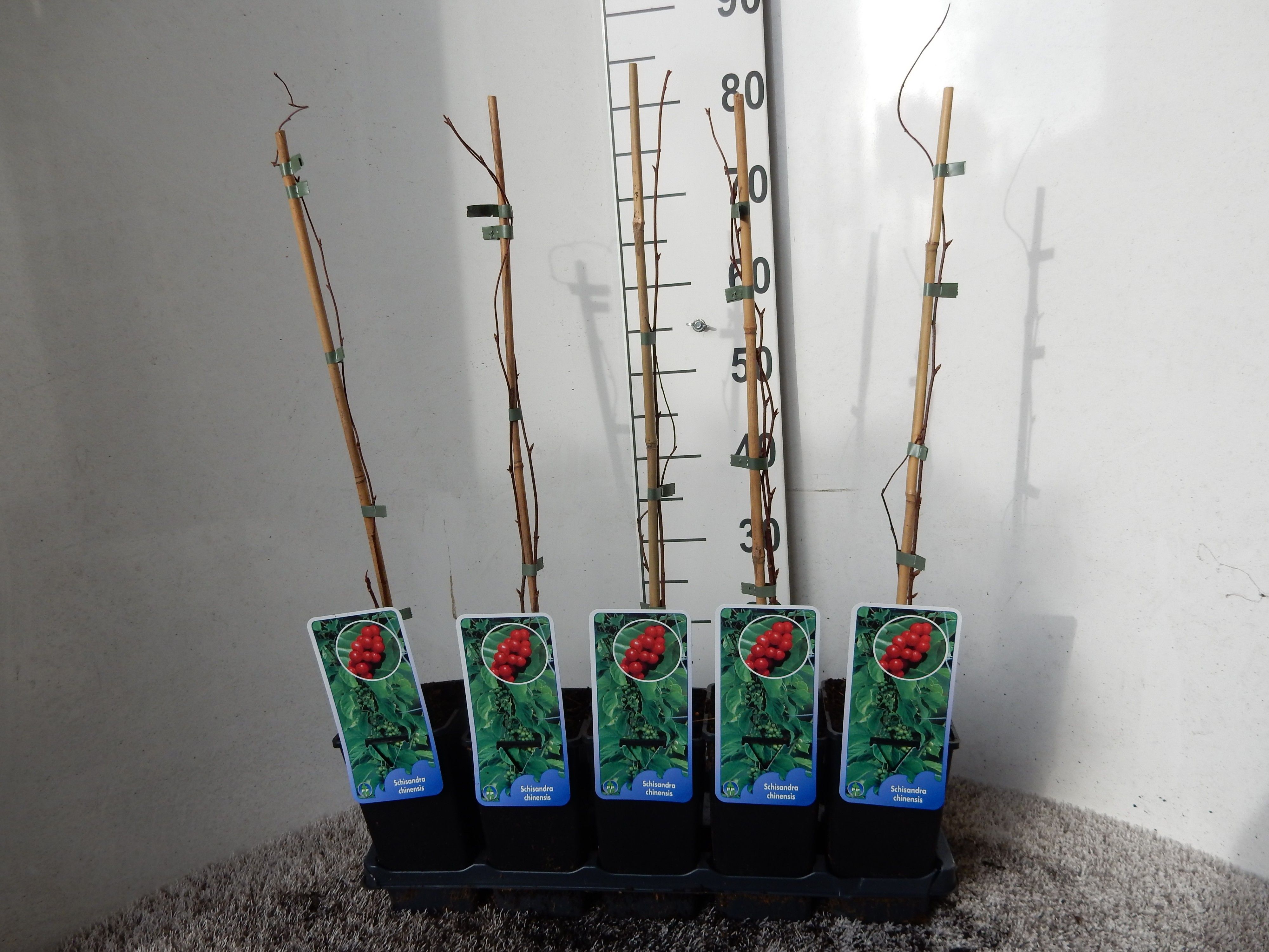 Schisandra chinensis 50 cm P14, D 15