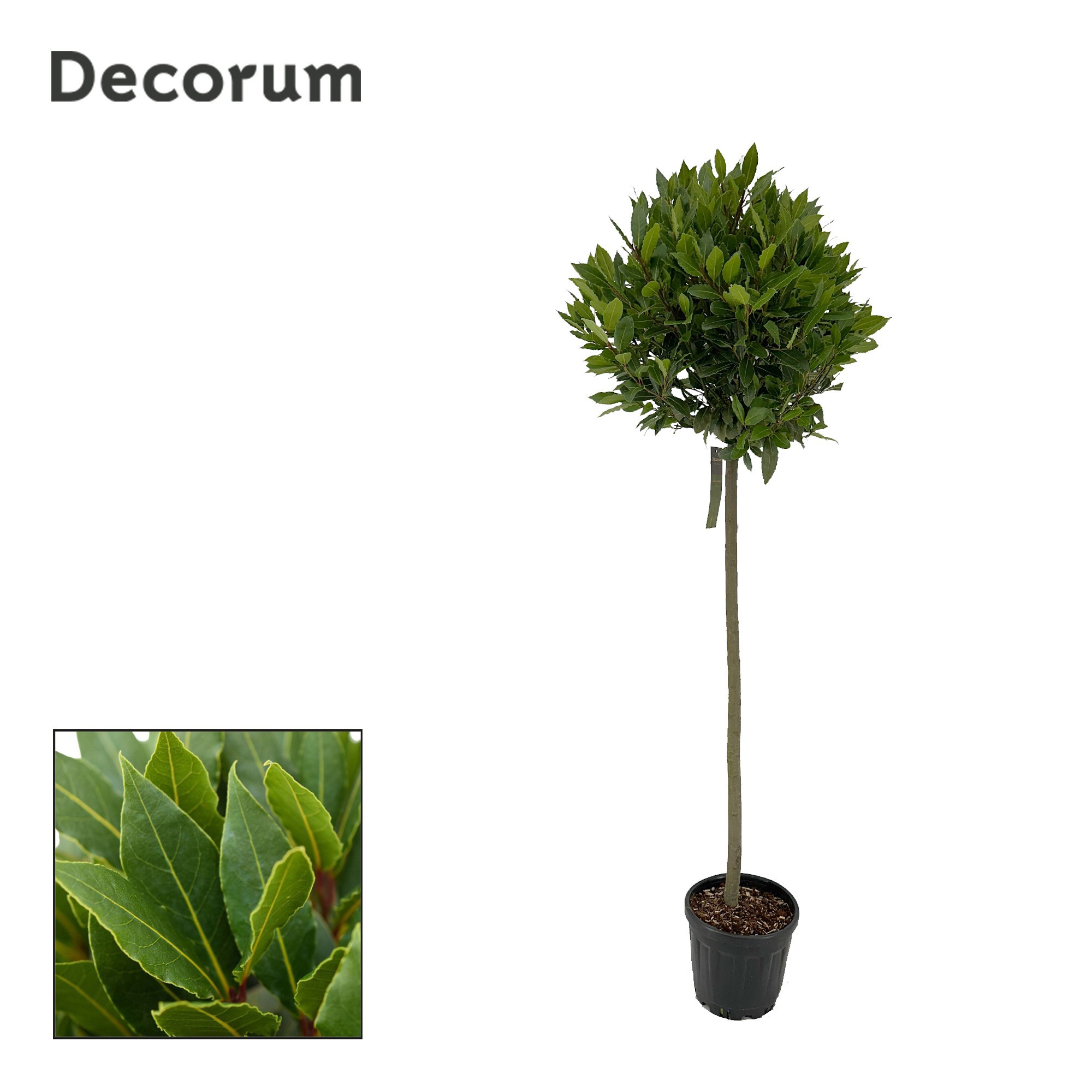 Laurus nobilis Bol op stam, D 25