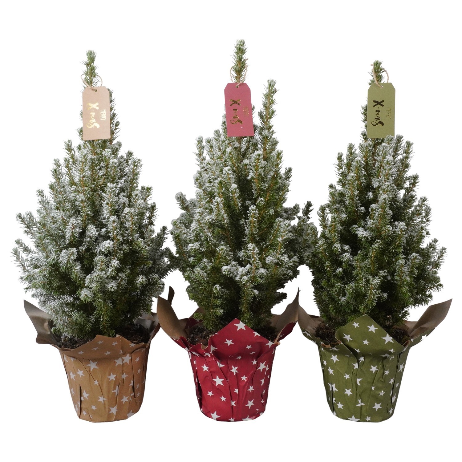 PTK26404 Conica Perfecta met sneeuw in papieren potcover mix decoratie, D 15