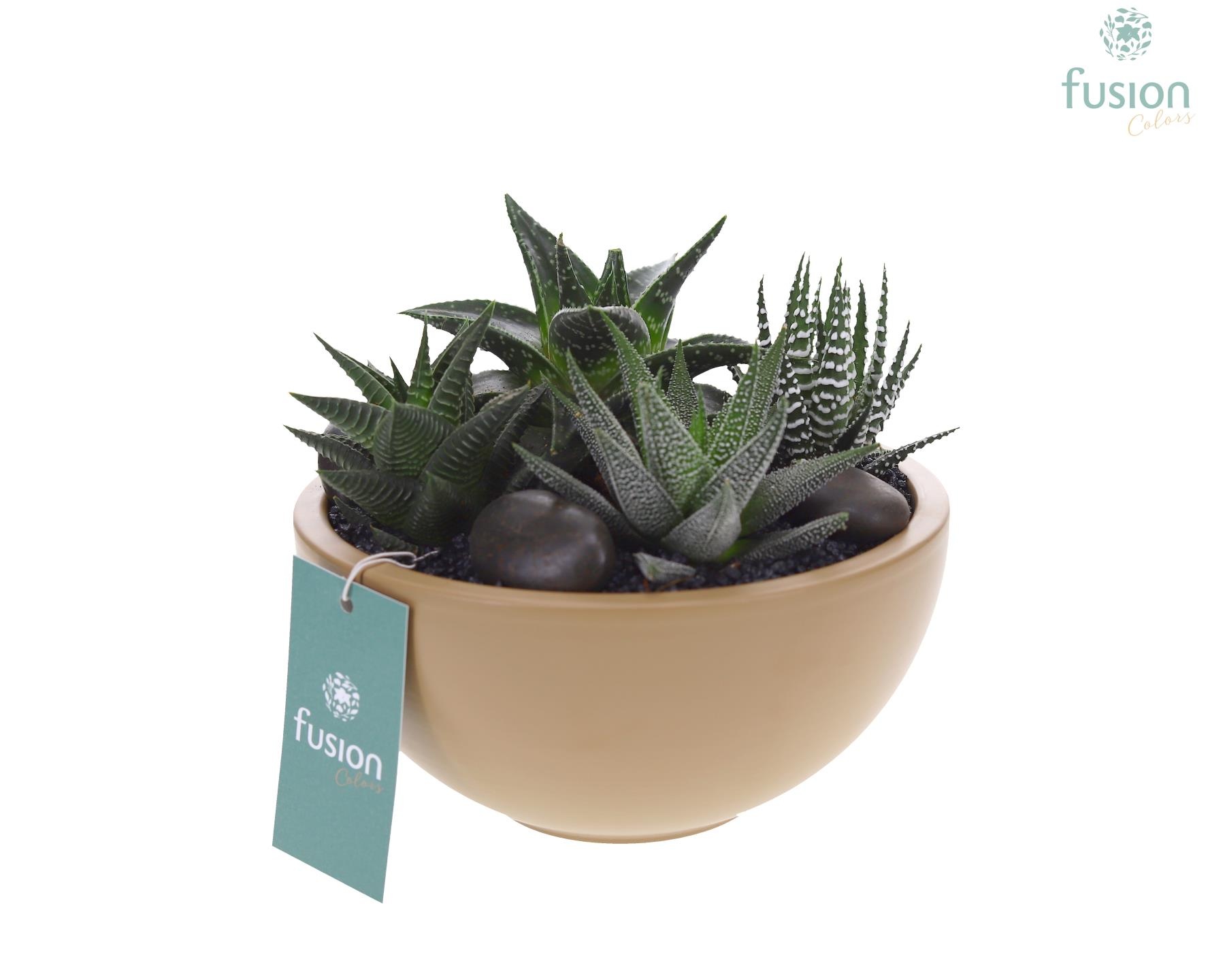 Schaal keramiek Moon Medium beige met Succulenten, D 18