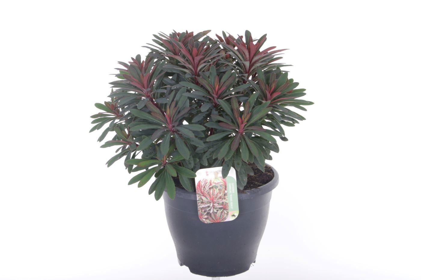 Euphorbia Miner's Merlot, D 23