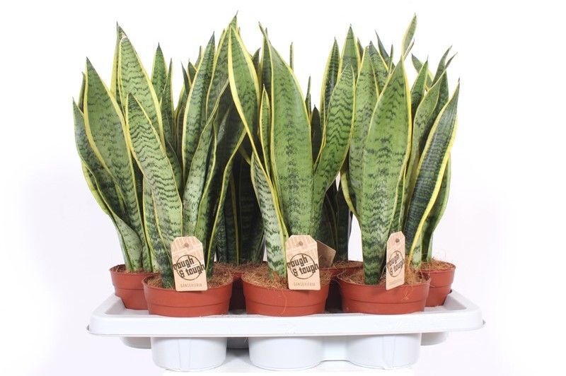 Sansevieria Laurentii, D 14