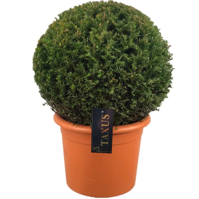Taxus baccata Bol p42 (t) 60-65 ©, D 42