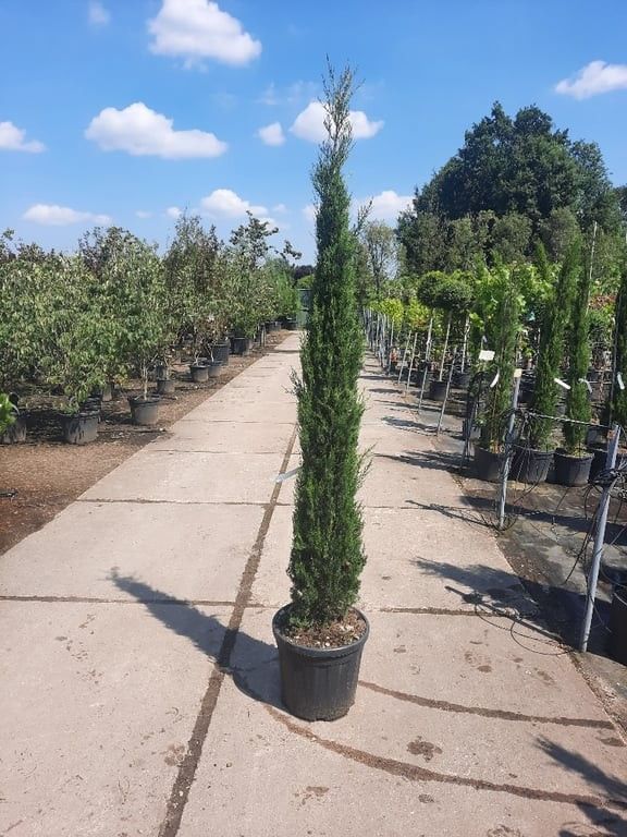 Cupressus semp. Pyramidalis 175-200, D 40