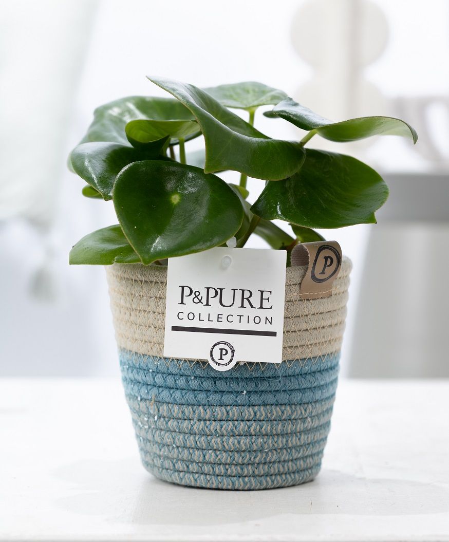 Peperomia Raindrop in P&PURE Fashionpot Valerie, D 12