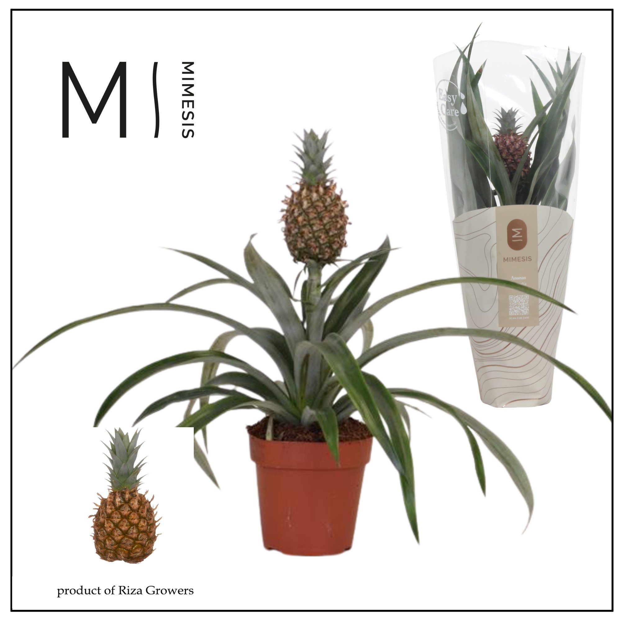 Ananas Rosita - 12cm | Mimesis, D 12