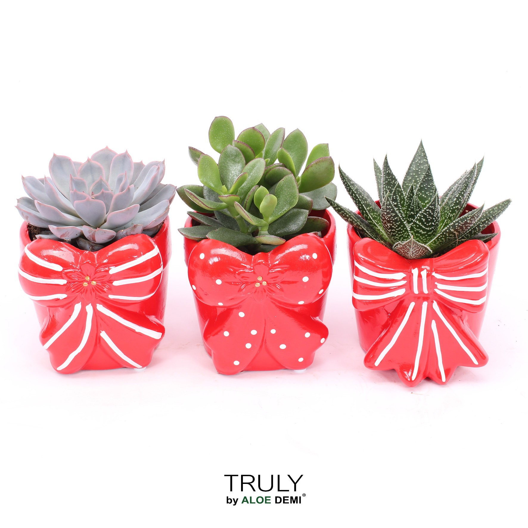 TRULY Succulent, Bow M, D 10