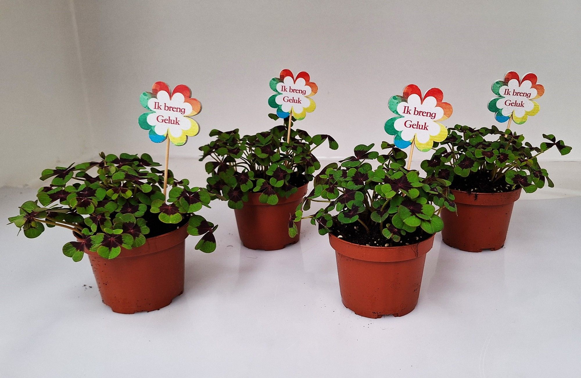 Oxalis met steker Nederlands, D 9 cm