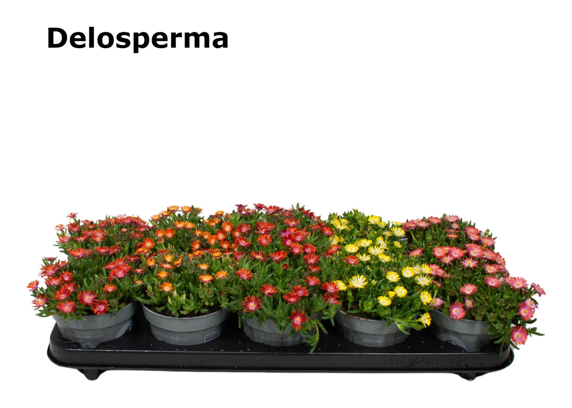 Delosperma 12 cm op soort, D 12
