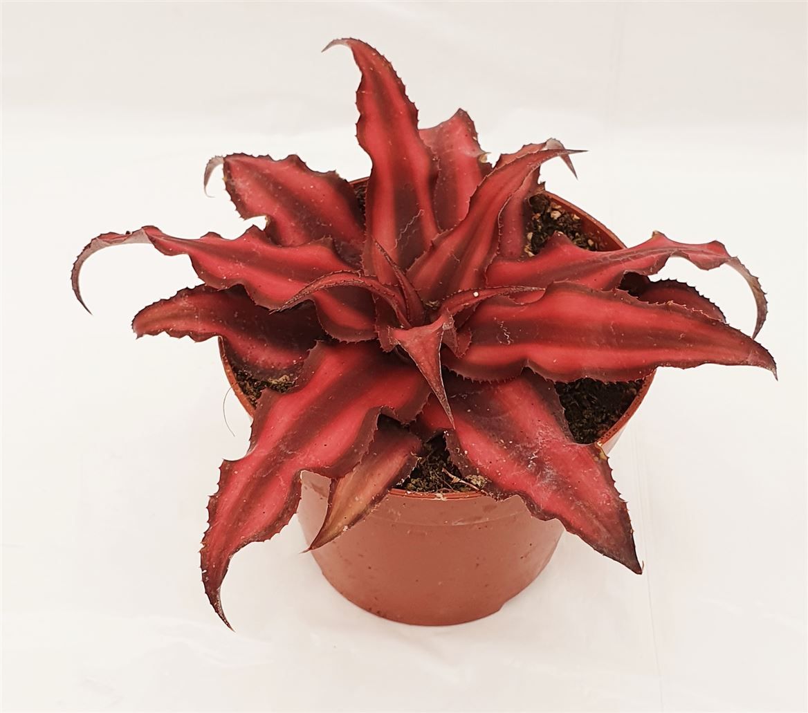 Cryptanthus biv. 'Red Star', D 9