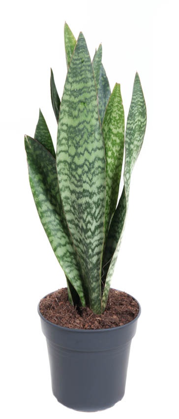 Sansevieria Jamaiquina P24, D 24 cm Sansevieria Jamaiquina P24, D 24 cm