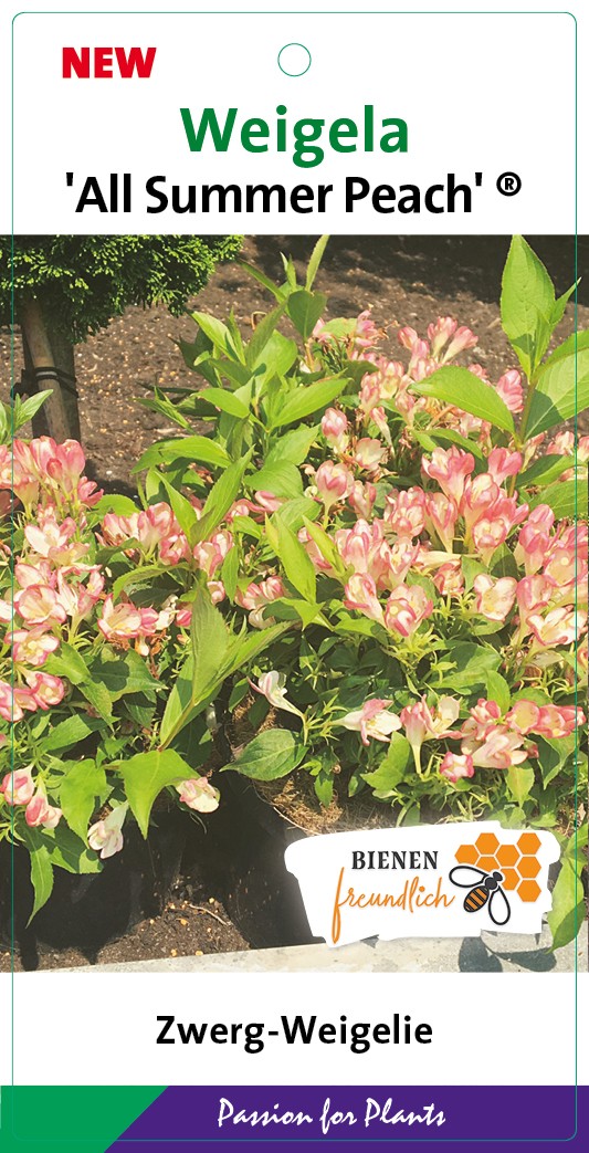 Weigela 'All Summer Peach' 30-40C5, D 23 cm
